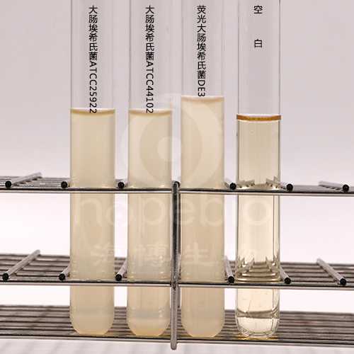  在LB肉汤中，大肠埃希氏菌ATCC25922变浑浊；大肠埃希氏菌ATCC44102变浑浊；  荧光大肠埃希氏菌DE3变浑浊。