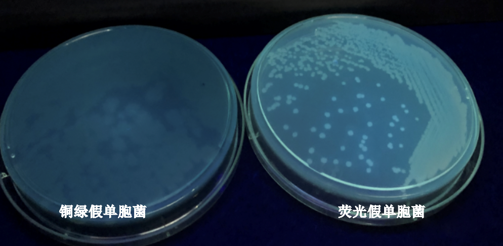 365nm紫外灯下观察荧光反应，荧光假单胞菌荧光明显