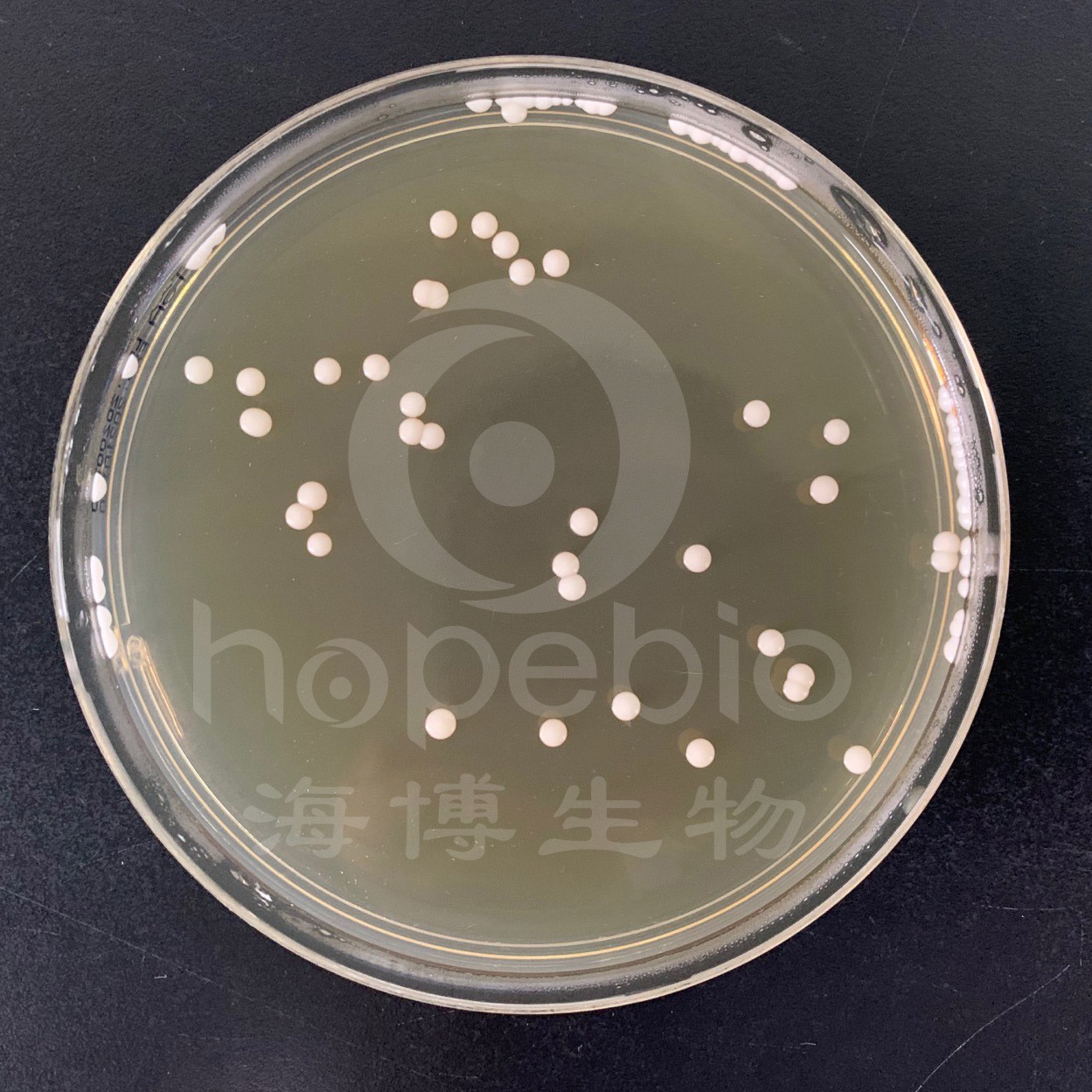 SDA培养基 白色念珠球菌 SDA培养基 白色念珠球菌
