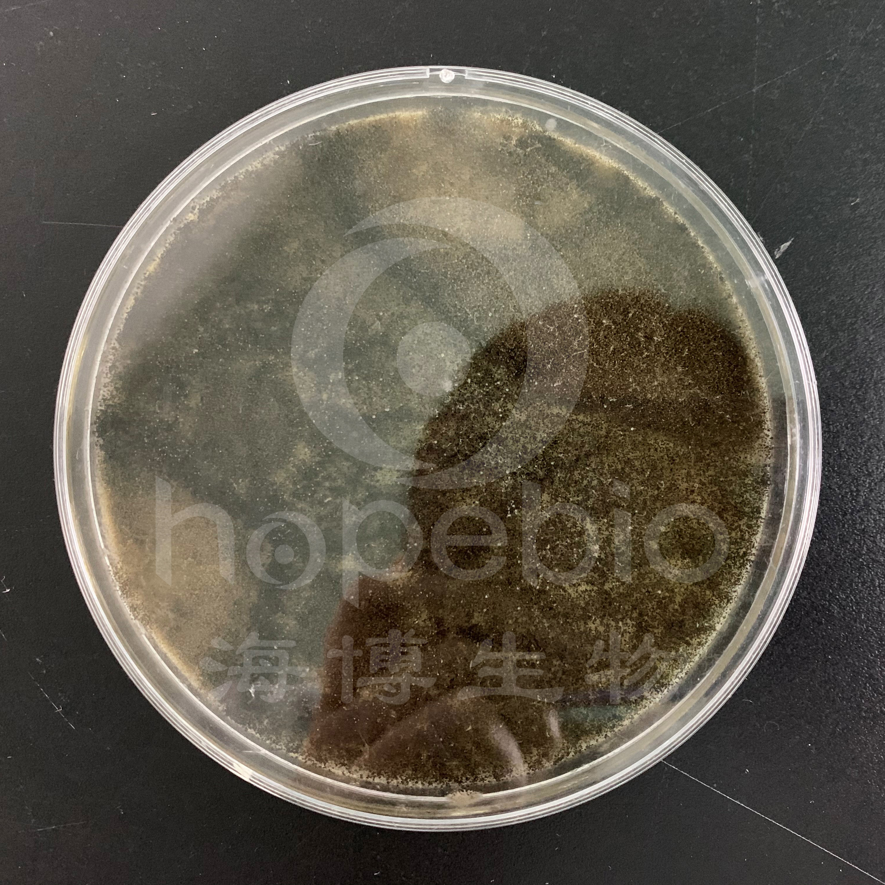 SDA培养基 黑曲霉 SDA培养基 黑曲霉