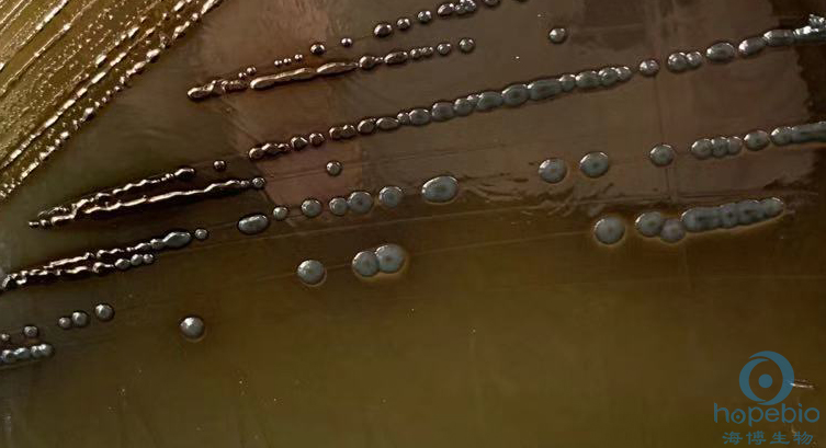 伤寒沙门氏菌CMCC50071  菌落呈黑褐色，有金属光泽