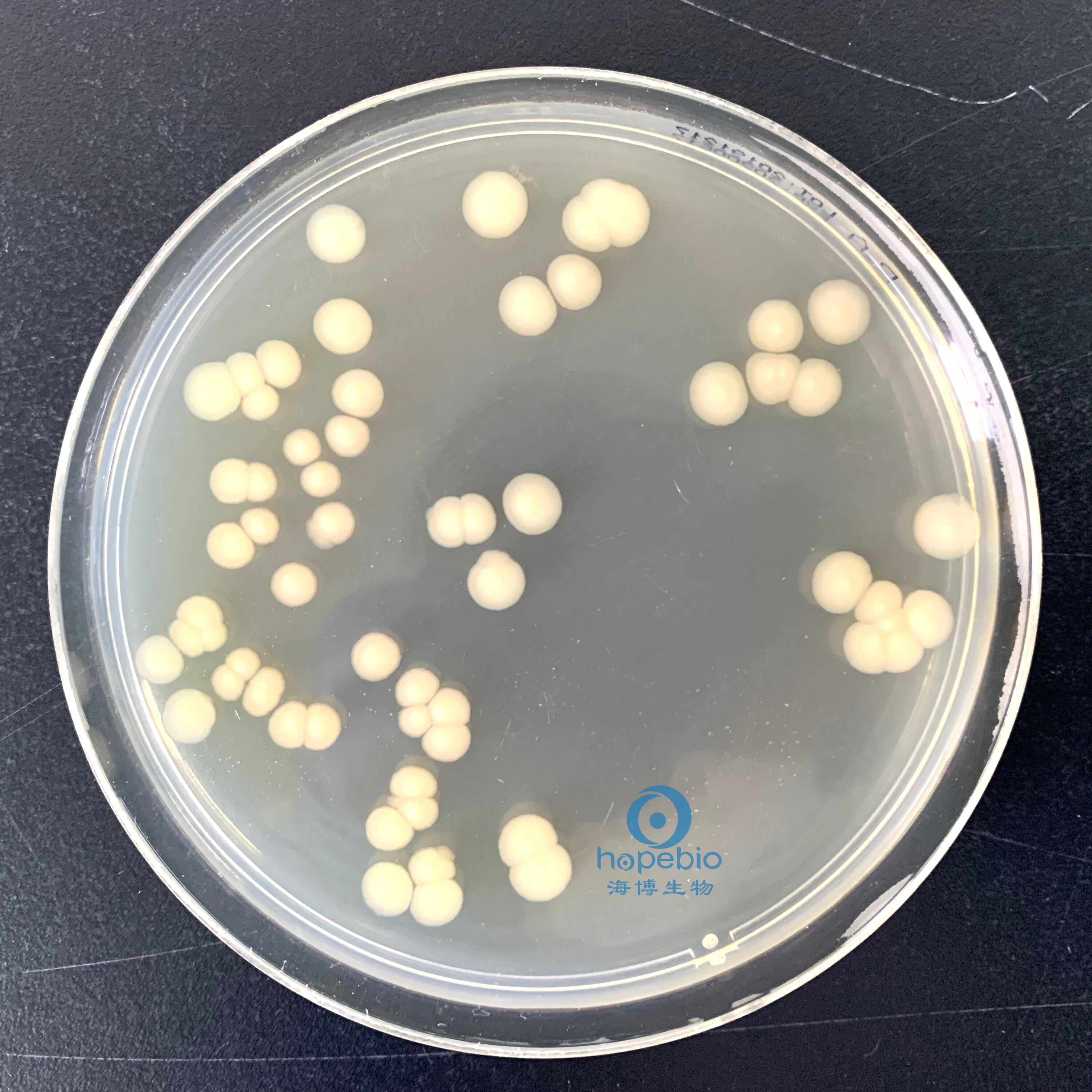 大肠埃希氏菌 无色透明大菌落