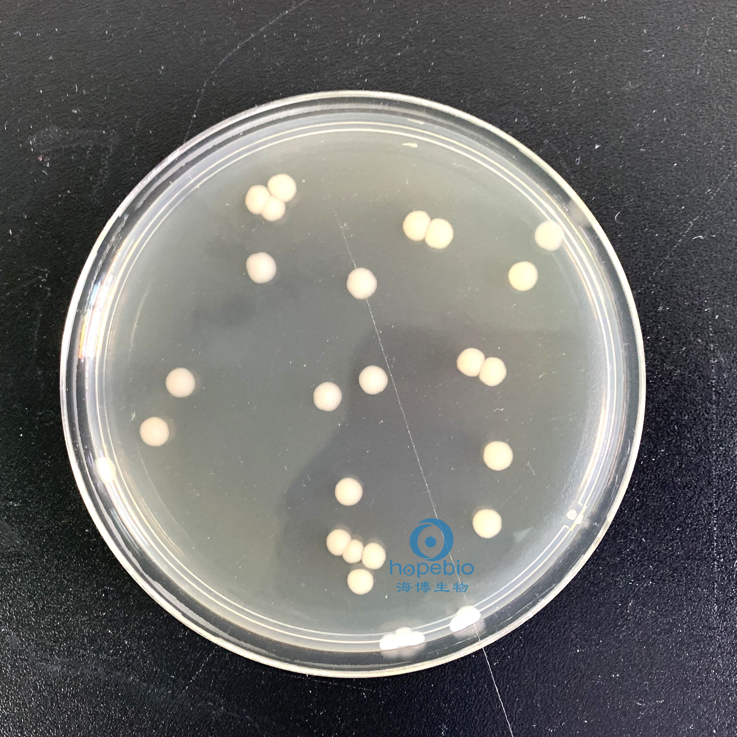 鼠伤寒沙门氏菌 无色大菌落