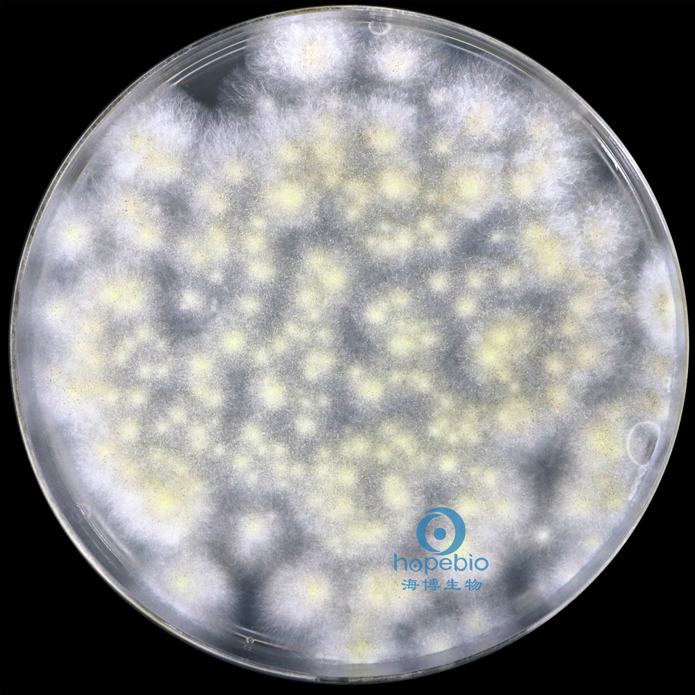 黑曲霉 白色菌丝