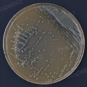 嗜酸乳杆菌CICC6005