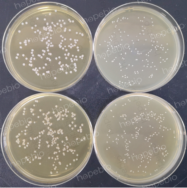 左侧平板含琼脂0.9%，右侧平板含琼脂3%，测试菌株为金黄色葡萄球菌