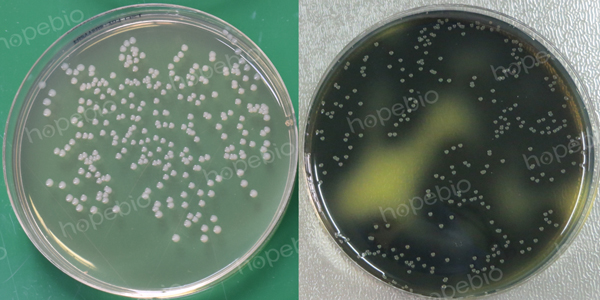 单增李斯特氏菌在LPM上的菌落形态（左侧未添加柠檬酸铁铵与七叶苷，右侧添加了柠檬酸铁铵与七叶苷）