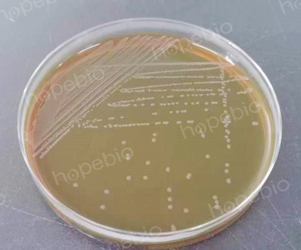 EMB非目标菌特异性检验-鼠伤寒沙门氏菌