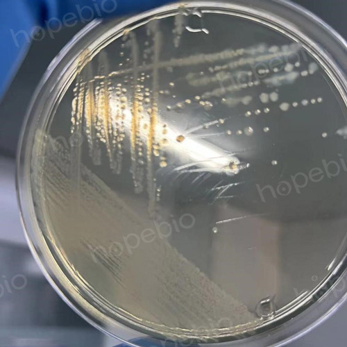 迁徙生长导致菌落分离困难