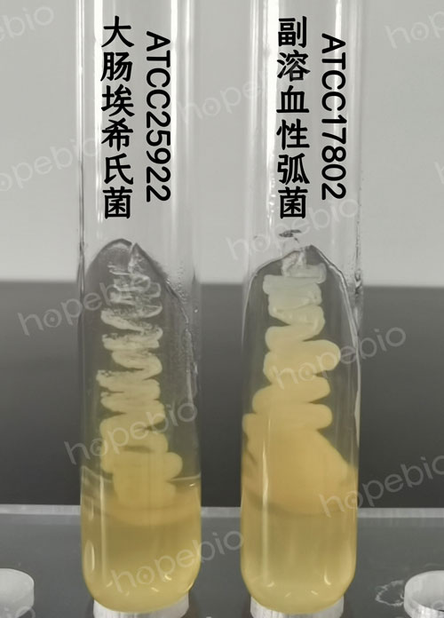 图1 胰胨大豆琼脂斜面微生物质控结果