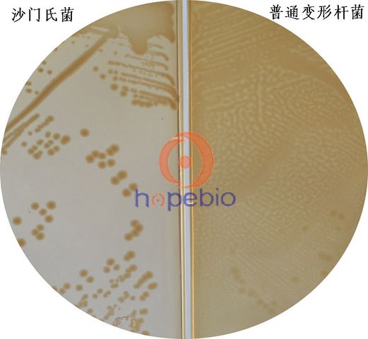 沙门氏菌、变形杆菌