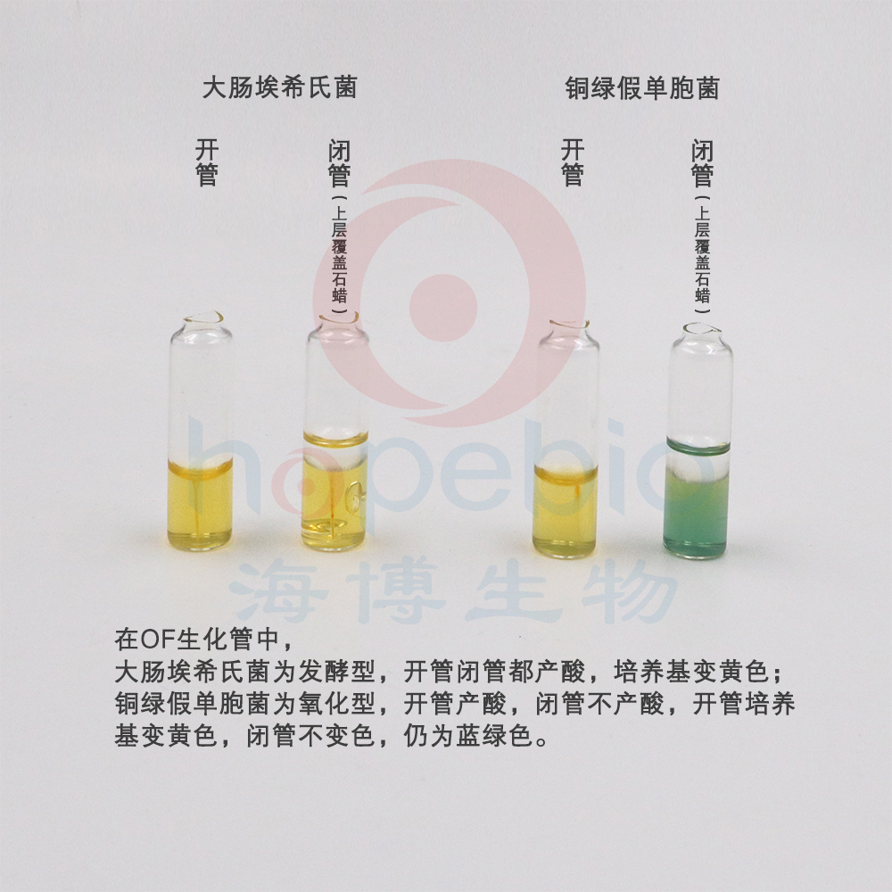 大肠埃希氏菌、铜绿假单胞菌--OF生化管