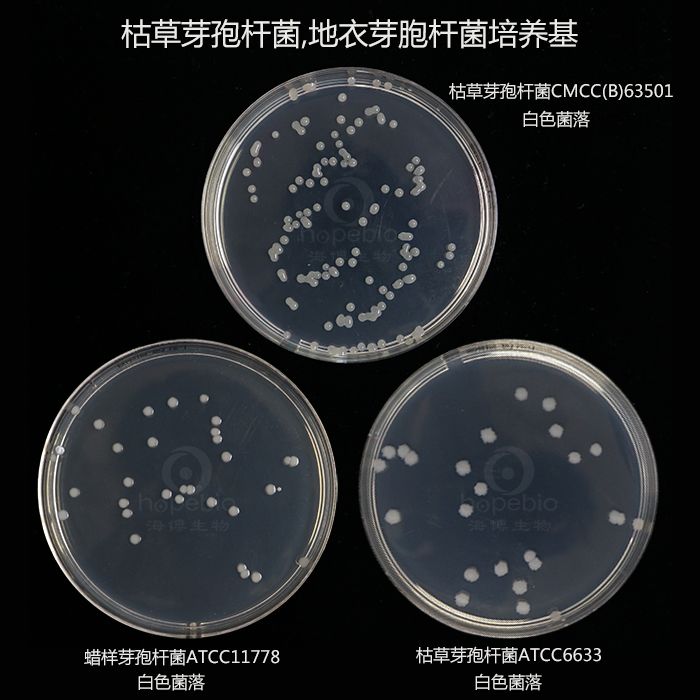 枯草芽孢杆菌，地衣芽孢杆菌培养基