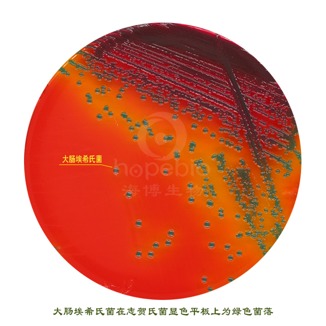 大肠埃希氏菌-志贺氏菌显色培养基