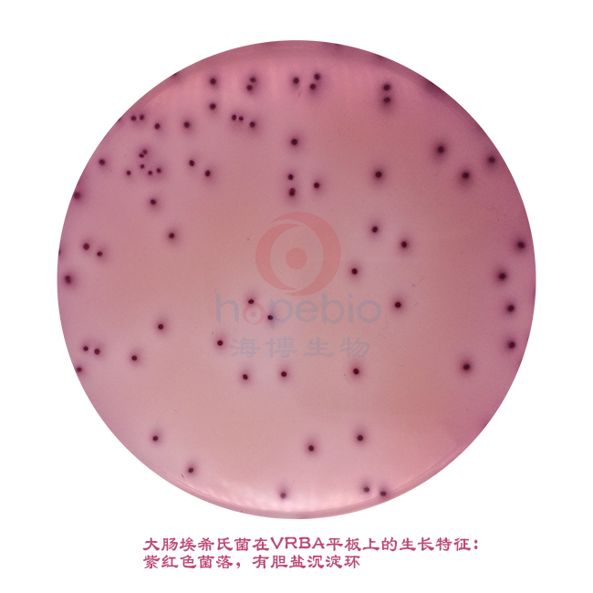 大肠埃希氏菌-VRBA平板