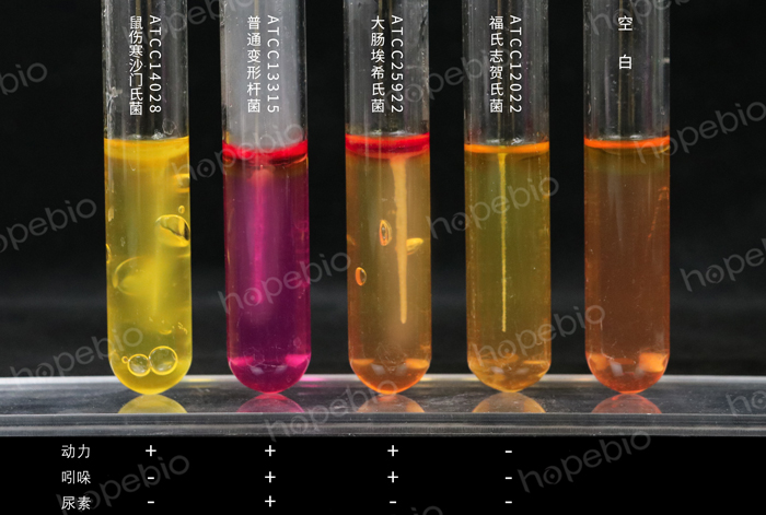 MIU培养基-沙门、福氏志贺、大肠、变形-生化