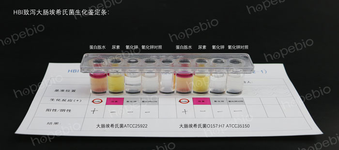 HBI致泻大肠埃希氏菌生化鉴定条-大肠埃希氏菌、大肠埃希氏菌O157