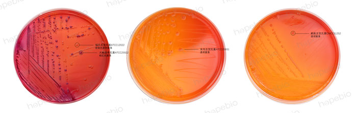 MAC-福氏志贺氏菌、大肠埃希氏菌、宋内志贺氏菌、痢疾志贺氏菌