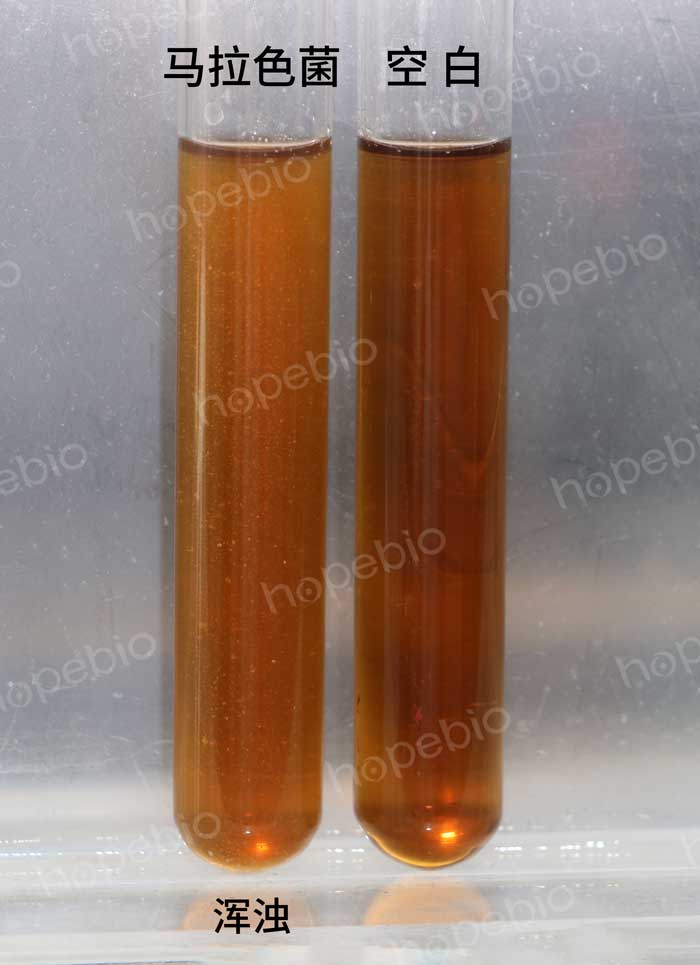 ATCC培养基：2693改良Dixon培养基质控结果