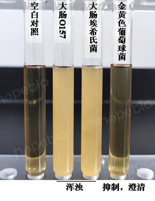 不同质控菌株在改良胰蛋白胨大豆液体培养基(mTSB)的生长状态