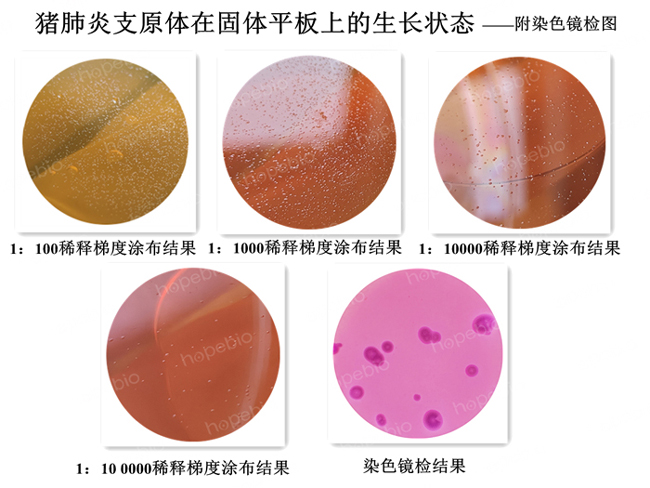 猪肺炎支原体在固体平板上的生长状态——附染色镜检图