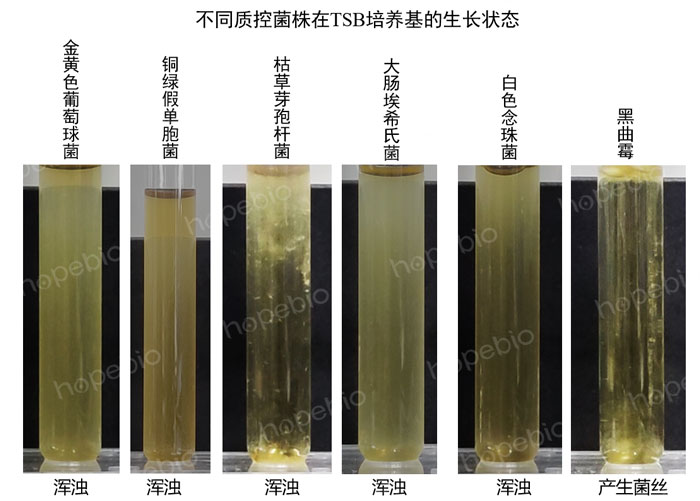 不同质控菌株在TSB培养基的生长状态
