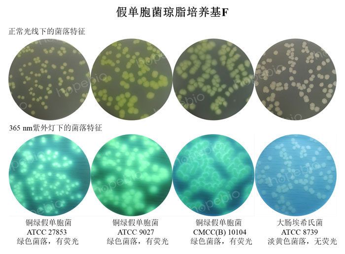 质控菌株在假单胞菌琼脂培养基F上的生长情况