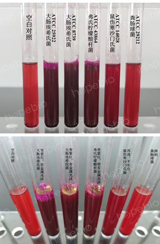 M-远藤氏培养基微生物灵敏度试验