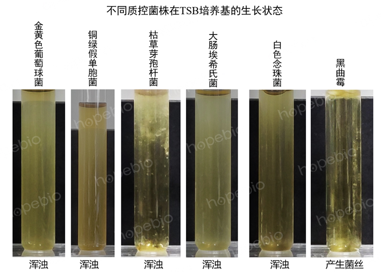 不同质控菌株在TSB培养基的生长状态