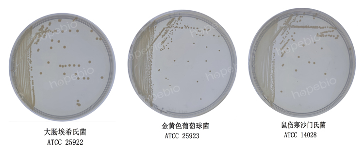 非乳酸菌选择性培养基微生物质控结果
