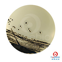 金黄色葡萄球菌(ATCC25923)-Baird-Parker平板/