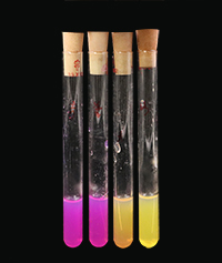 尿素琼脂（pH7.2）/