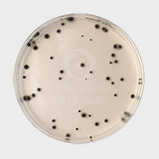 强化梭菌鉴别琼脂（DRCA)