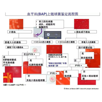 血平皿(BAP)上链球菌鉴定流程图