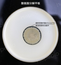 蜡样芽孢杆菌——酪氨酸分解平板