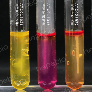 MIU培养基-沙门、福氏志贺、大肠、变形-生化/