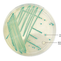 大肠杆菌显色培养基——大肠埃希氏菌、沙门氏菌/