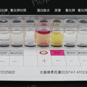 HBI致泻大肠埃希氏菌生化鉴定条-大肠埃希氏菌、大肠埃希氏菌O157/