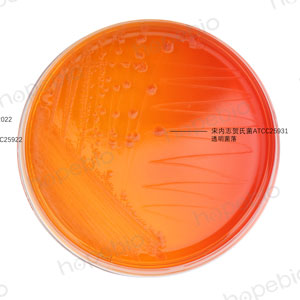 MAC-福氏志贺氏菌、大肠埃希氏菌、宋内志贺氏菌、痢疾志贺氏菌