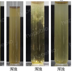 不同质控菌株在TSB培养基的生长状态