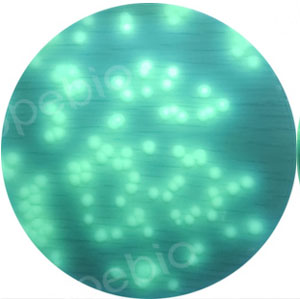 质控菌株在假单胞菌琼脂培养基F上的生长情况