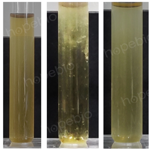 不同质控菌株在TSB培养基的生长状态/