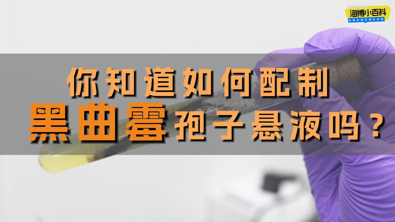 你知道如何配制黑曲霉孢子悬液吗？