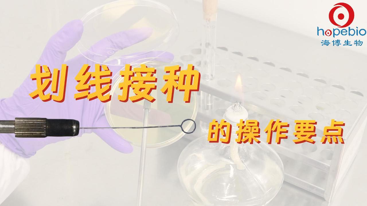 划线接种的操作要点