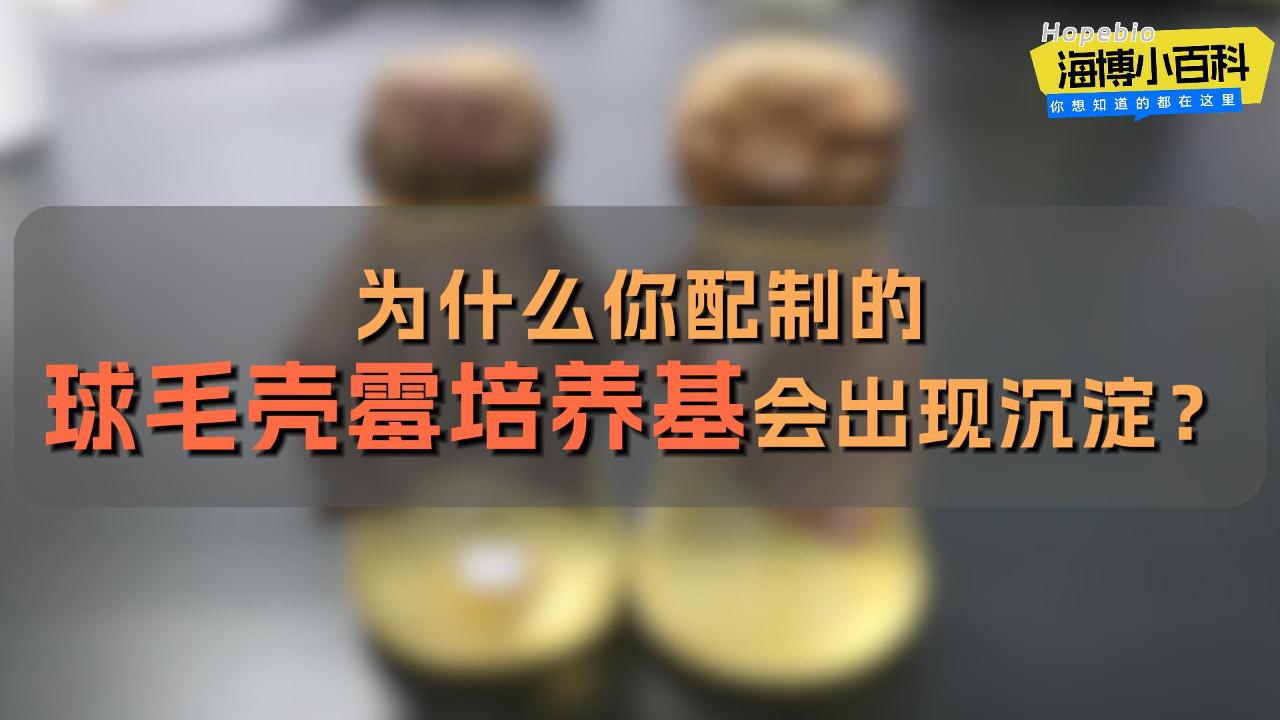 为什么你配制的球毛壳霉培养基会出现沉淀？